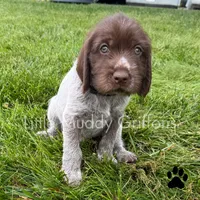 Black, a male Wirehaired Pointing Griffon for sale in Williston, ND – 1 of 1