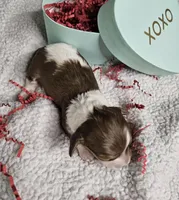 Lynx, a male Miniature Dachshund for sale in Athens, TN – Photo 5 of 5