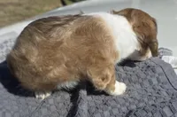 Lynx, a male Miniature Dachshund for sale in Athens, TN – Photo 3 of 5
