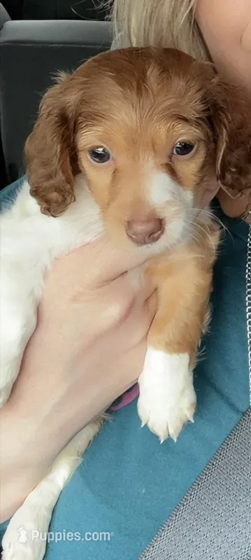 Lynx – Miniature Dachshund puppy for sale in Athens, TN