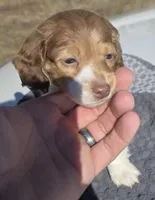 Lynx, a male Miniature Dachshund for sale in Athens, TN – Photo 2 of 5