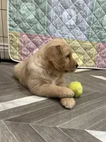 Mr Wonderful, a male Golden Retriever for sale in Alexis, IL – 4 of 10