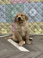 Mr Wonderful, a male Golden Retriever for sale in Alexis, IL – 2 of 10