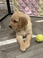 Mr Wonderful, a male Golden Retriever for sale in Alexis, IL – 5 of 10