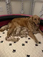 Teal Collar AKC, a female Golden Retriever for sale in Alexis, IL – Photo 6 of 7