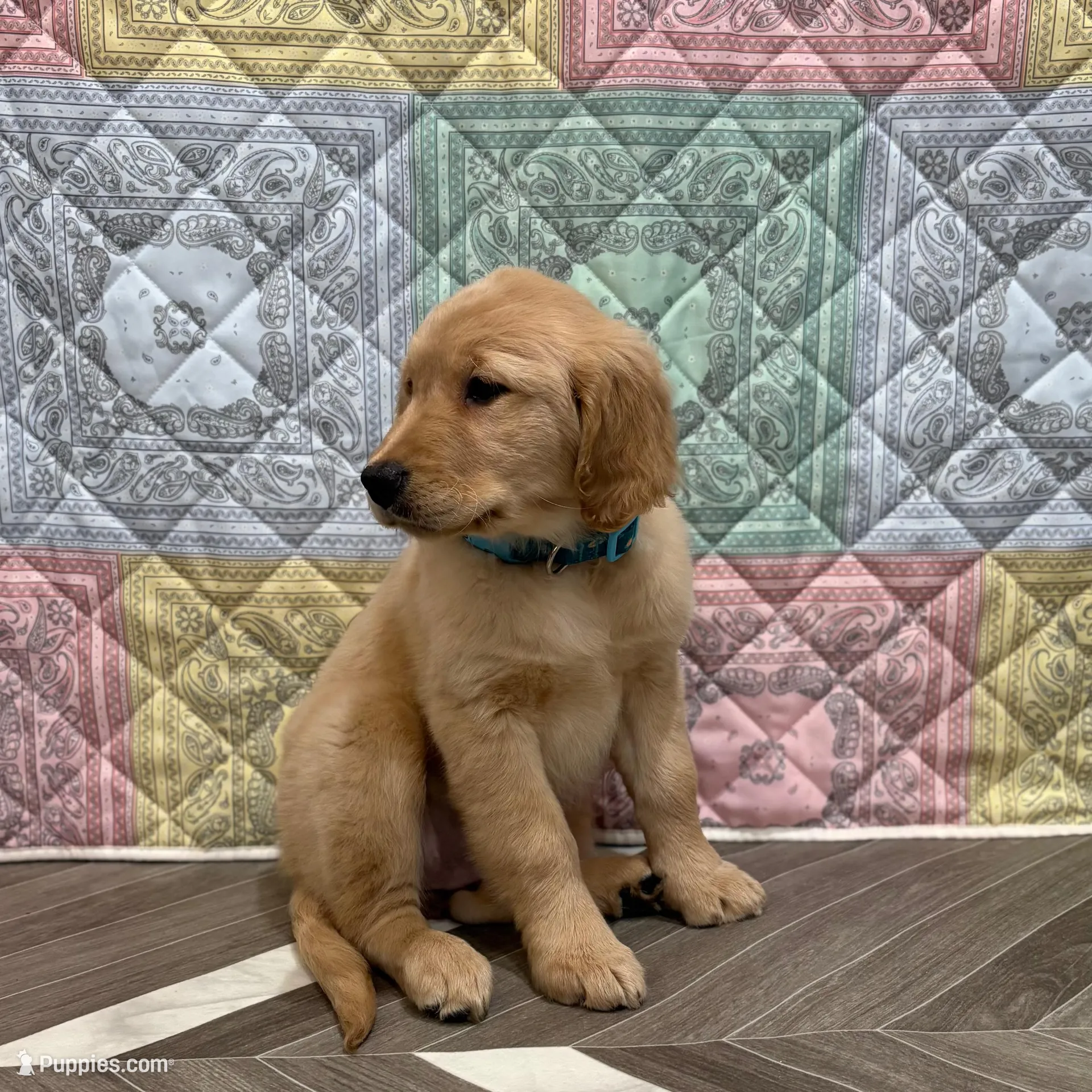 Teal Collar AKC, a female Golden Retriever for sale in Alexis, IL – Photo 3 of 7