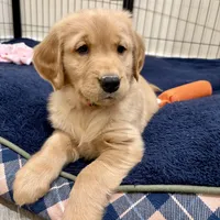 Pink Collar AKC, a female Golden Retriever for sale in Alexis, IL – Photo 4 of 6