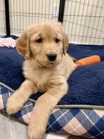 Pink Collar, a female Golden Retriever for sale in Alexis, IL – Photo 3 of 4