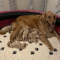 Pink Collar AKC, a female Golden Retriever for sale in Alexis, IL – Photo 5 of 6