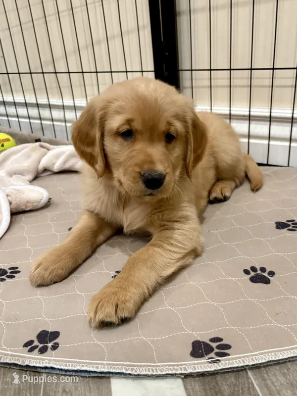 Pink Collar, a female Golden Retriever for sale in Alexis, IL – Photo 1 of 4