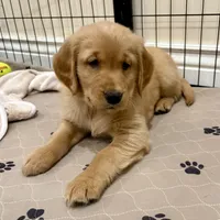 Pink Collar AKC, a female Golden Retriever for sale in Alexis, IL – Photo 1 of 6