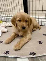 Pink Collar, a female Golden Retriever for sale in Alexis, IL – Photo 1 of 4
