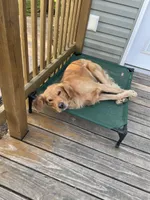 Teal Collar AKC, a female Golden Retriever for sale in Alexis, IL – Photo 7 of 7