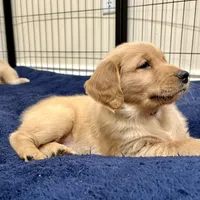 Pink Collar AKC, a female Golden Retriever for sale in Alexis, IL – Photo 2 of 6