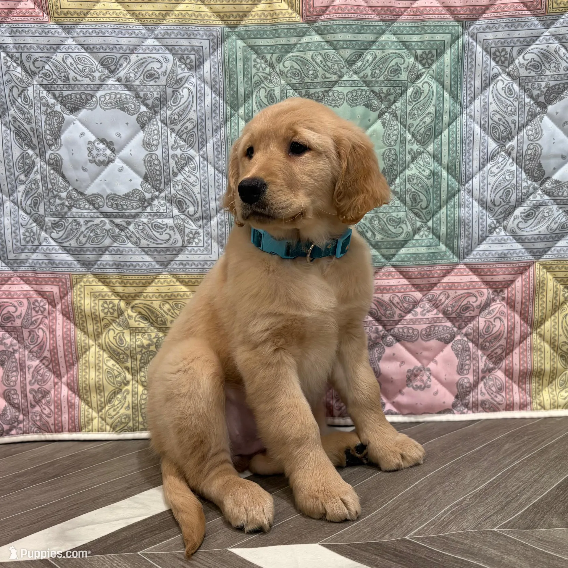 Teal Collar AKC – Golden Retriever puppy for sale in Alexis, IL