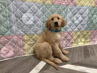 Teal Collar AKC, a female Golden Retriever for sale in Alexis, IL – Photo 5 of 7