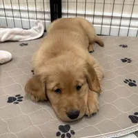 Pink Collar AKC, a female Golden Retriever for sale in Alexis, IL – Photo 3 of 6