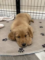 Pink Collar, a female Golden Retriever for sale in Alexis, IL – Photo 4 of 4