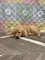 Teal Collar AKC, a female Golden Retriever for sale in Alexis, IL – Photo 2 of 7