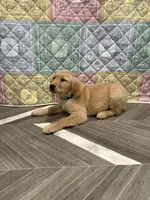 Teal Collar AKC, a female Golden Retriever for sale in Alexis, IL – Photo 4 of 7