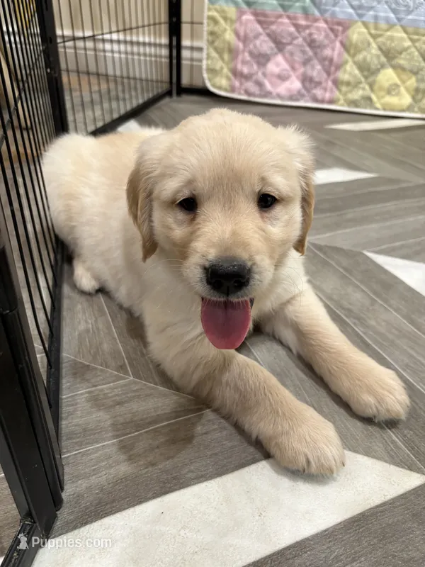 Mr Popular – Golden Retriever puppy for sale in Alexis, IL