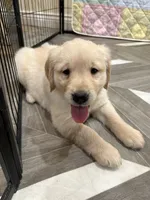 Mr Popular, a male Golden Retriever for sale in Alexis, IL – 1 of 8