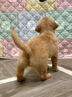 Darla, a female Golden Retriever for sale in Alexis, IL – 4 of 9