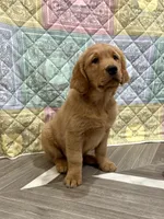 Blue collar, a male Golden Retriever for sale in Alexis, IL – Photo 4 of 9