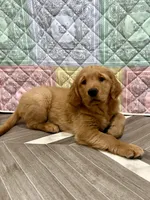 Blue collar, a male Golden Retriever for sale in Alexis, IL – Photo 5 of 9