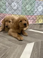 Blue collar, a male Golden Retriever for sale in Alexis, IL – Photo 8 of 9