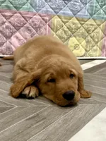 Blue collar, a male Golden Retriever for sale in Alexis, IL – Photo 2 of 9