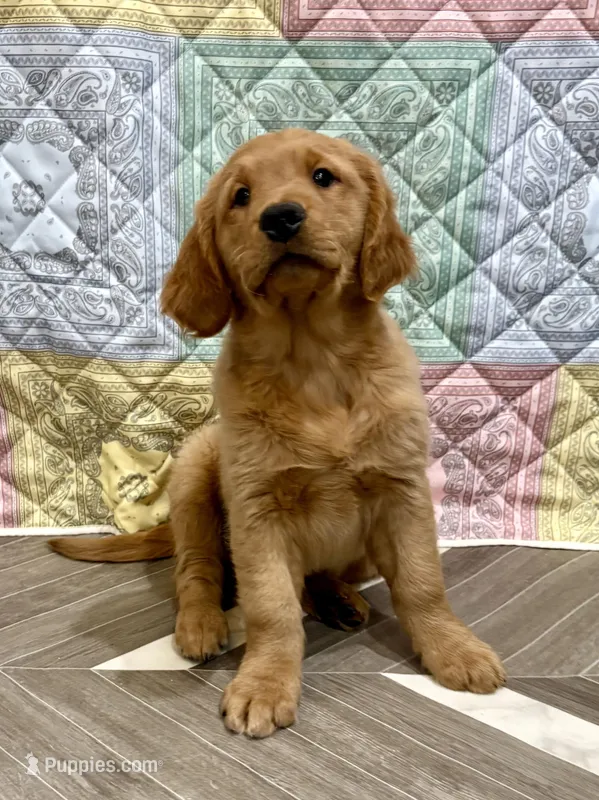 Blue collar – Golden Retriever puppy for sale in Alexis, IL