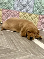 Blue collar, a male Golden Retriever for sale in Alexis, IL – Photo 6 of 9