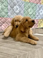 Blue collar, a male Golden Retriever for sale in Alexis, IL – Photo 9 of 9