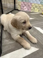 Mr Popular, a male Golden Retriever for sale in Alexis, IL – 5 of 8