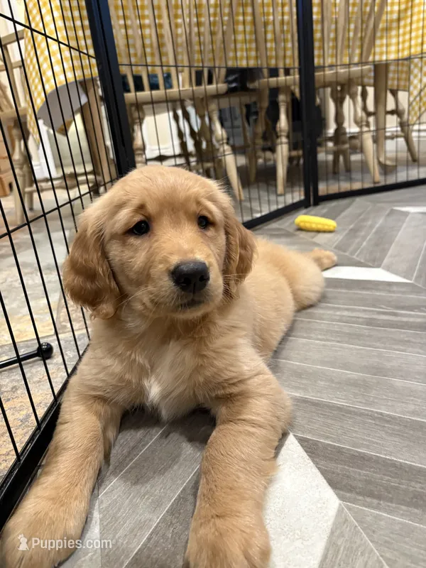 Marie – Golden Retriever puppy for sale in Alexis, IL