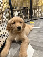 Marie, a female Golden Retriever for sale in Alexis, IL – 1 of 10
