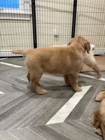 Marie, a female Golden Retriever for sale in Alexis, IL – 8 of 10