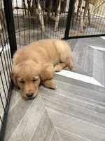 Marie, a female Golden Retriever for sale in Alexis, IL – 6 of 10
