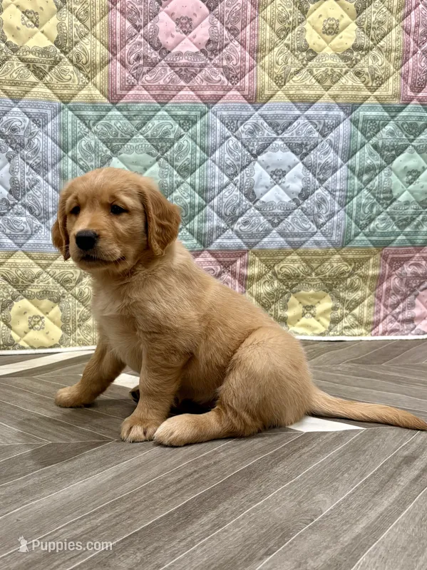 Darla – Golden Retriever puppy for sale in Alexis, IL
