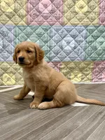 Darla, a female Golden Retriever for sale in Alexis, IL – 1 of 9