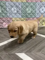 Mr Wonderful, a male Golden Retriever for sale in Alexis, IL – 8 of 10