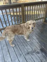 Light Blue Collar AKC, a female Golden Retriever for sale in Alexis, IL – Photo 6 of 6