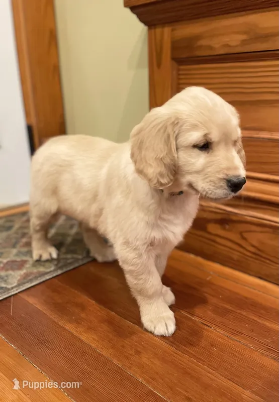 Light Blue Collar AKC