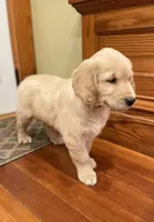 Light Blue Collar AKC, a female Golden Retriever for sale in Alexis, IL – Photo 1 of 6