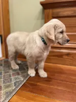 Light Blue Collar AKC, a female Golden Retriever for sale in Alexis, IL – Photo 2 of 6