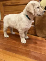 Light Blue Collar AKC, a female Golden Retriever for sale in Alexis, IL – Photo 4 of 6