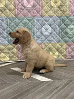 Mr Wonderful, a male Golden Retriever for sale in Alexis, IL – 3 of 10