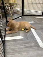Marie, a female Golden Retriever for sale in Alexis, IL – 9 of 10