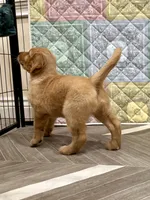 Darla, a female Golden Retriever for sale in Alexis, IL – 9 of 9
